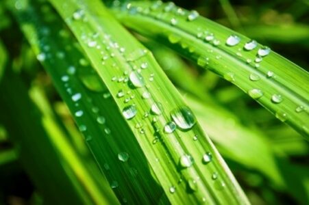 Repel Mosquitoes with These Plants, Part 3: Cooking with Lemongrass and 2 DIY Bug Spray Recipes Image